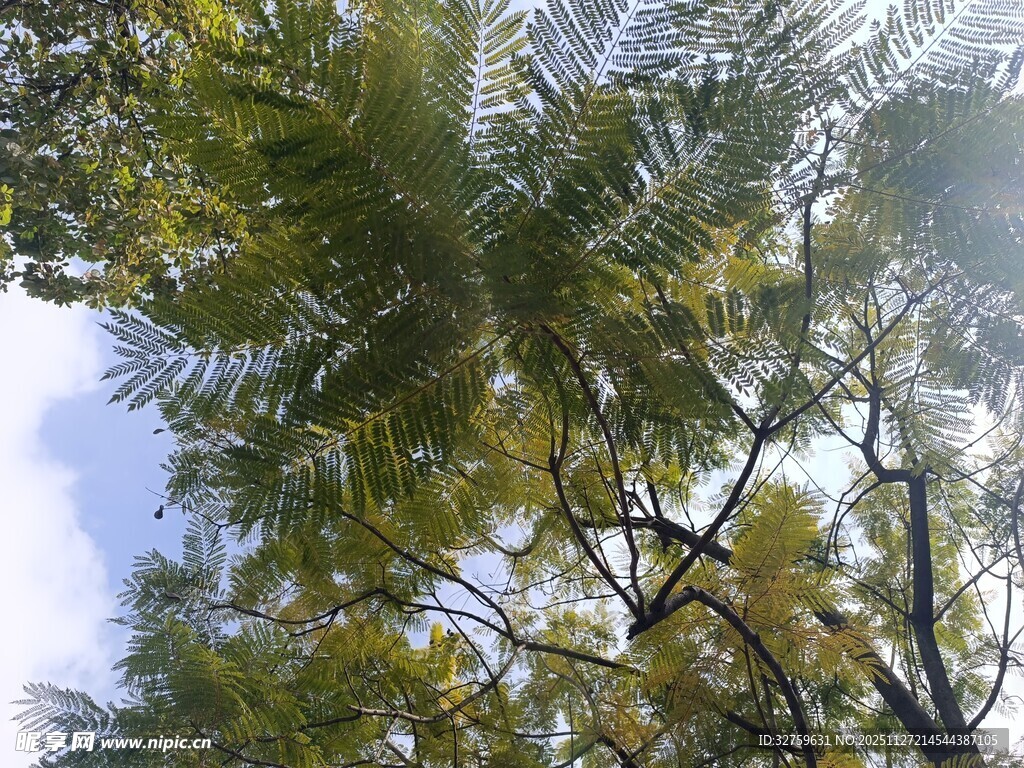 仰视葱郁树木与蓝天