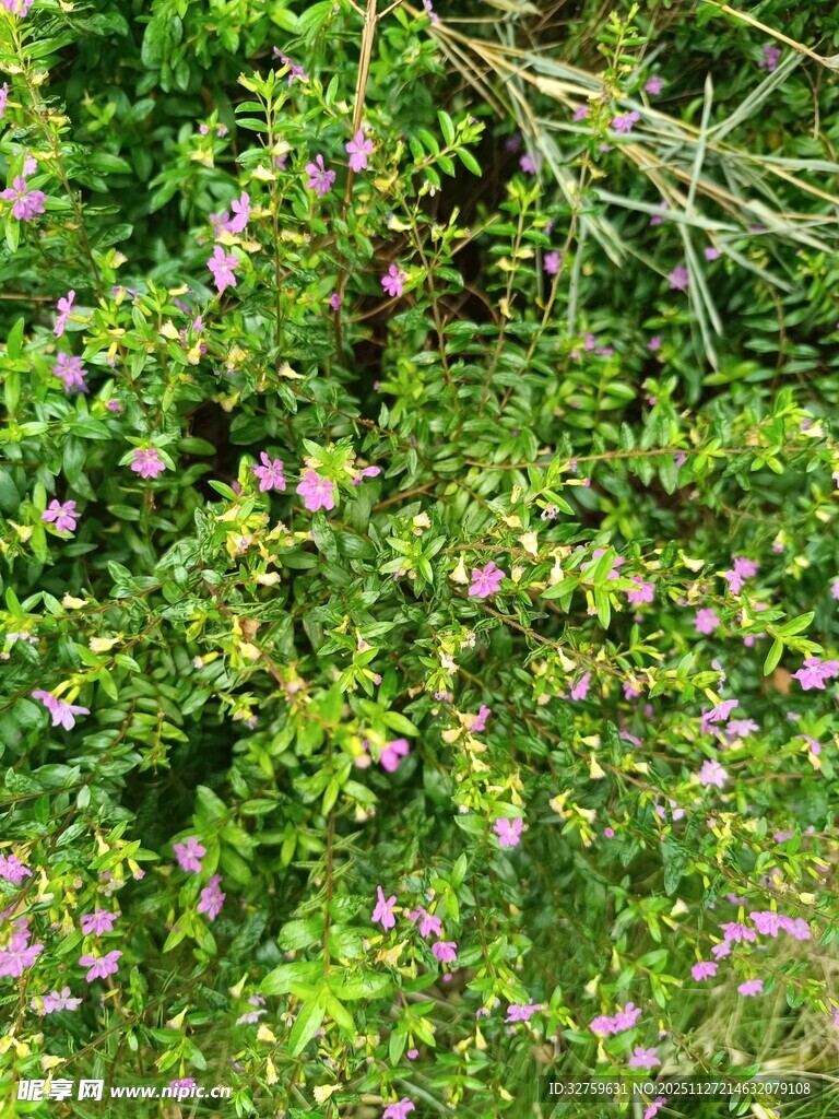 繁茂绿植间的粉色小花