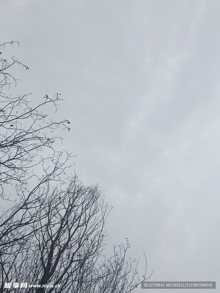 冬日枯树与阴沉天空