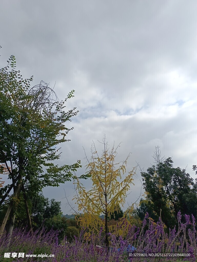 多云天气下的多彩植物景观