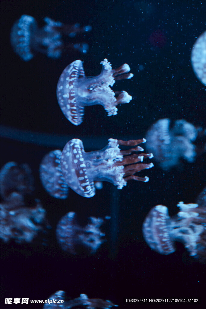 梦幻水母在水中悠然游动