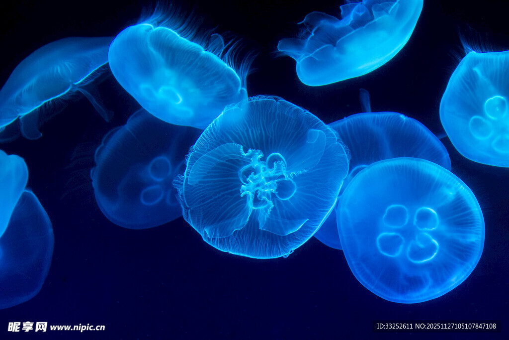 梦幻蓝色水母在水中游动
