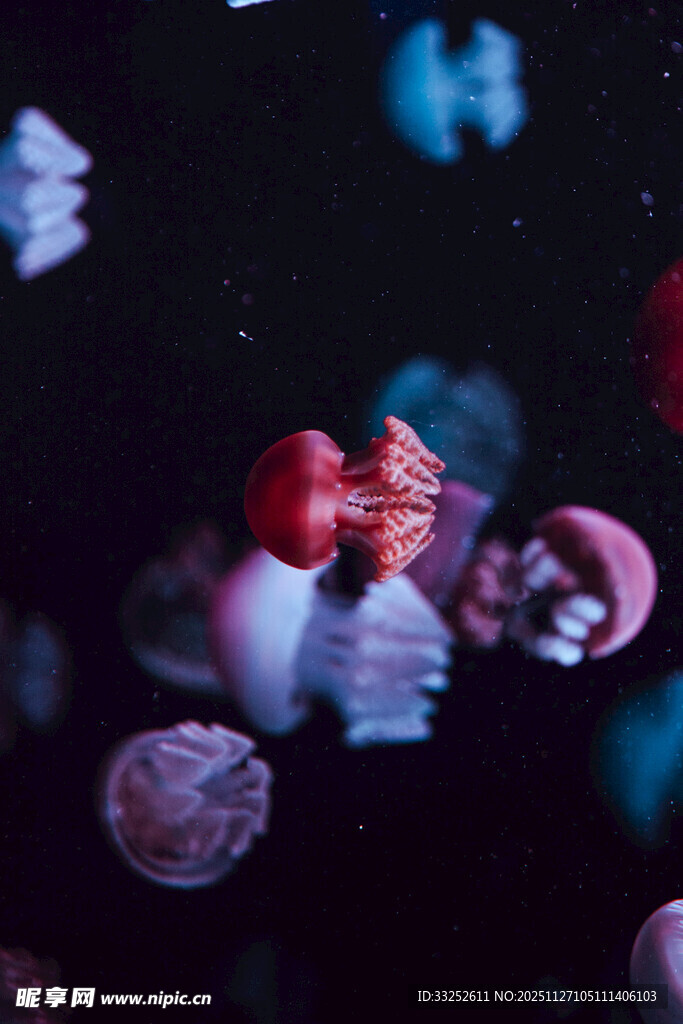 梦幻水母在水中优雅游动