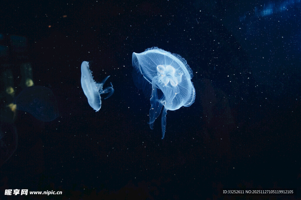 梦幻水母在深海中飘逸