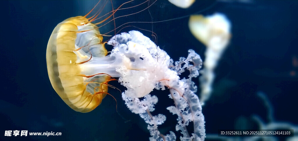 梦幻水母在水中飘逸