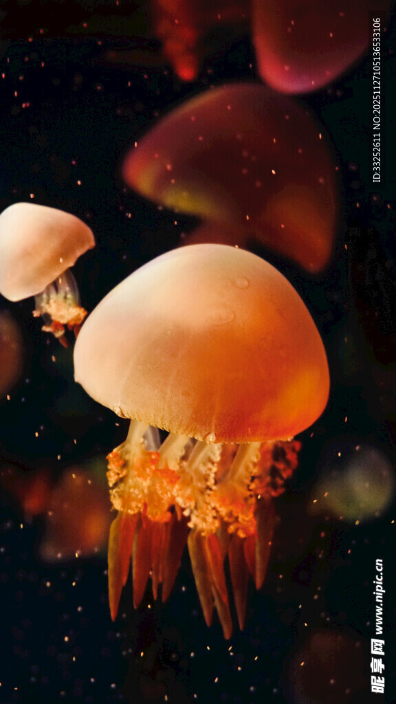 梦幻水母在深海中摇曳