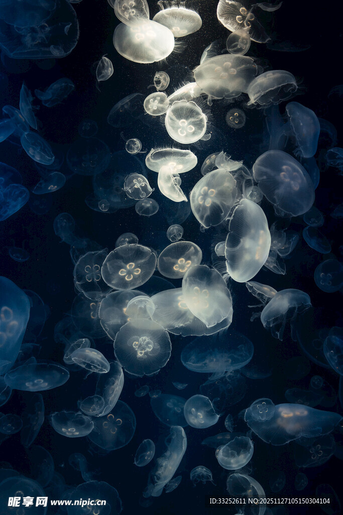 深海中的梦幻水母群