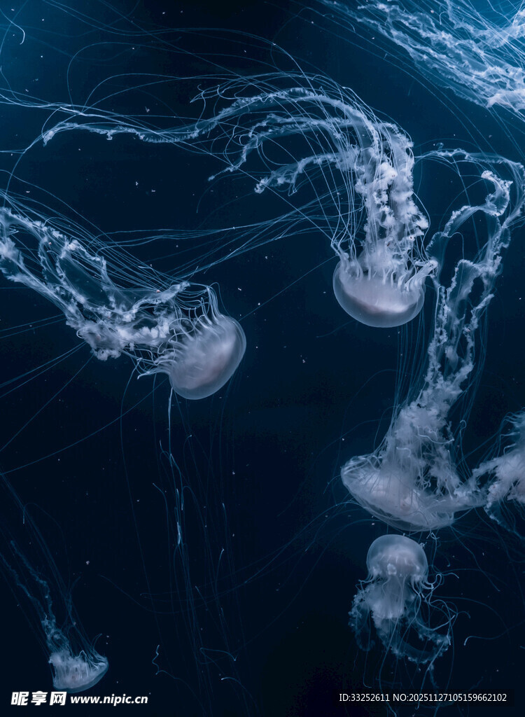 深海中游动的梦幻水母