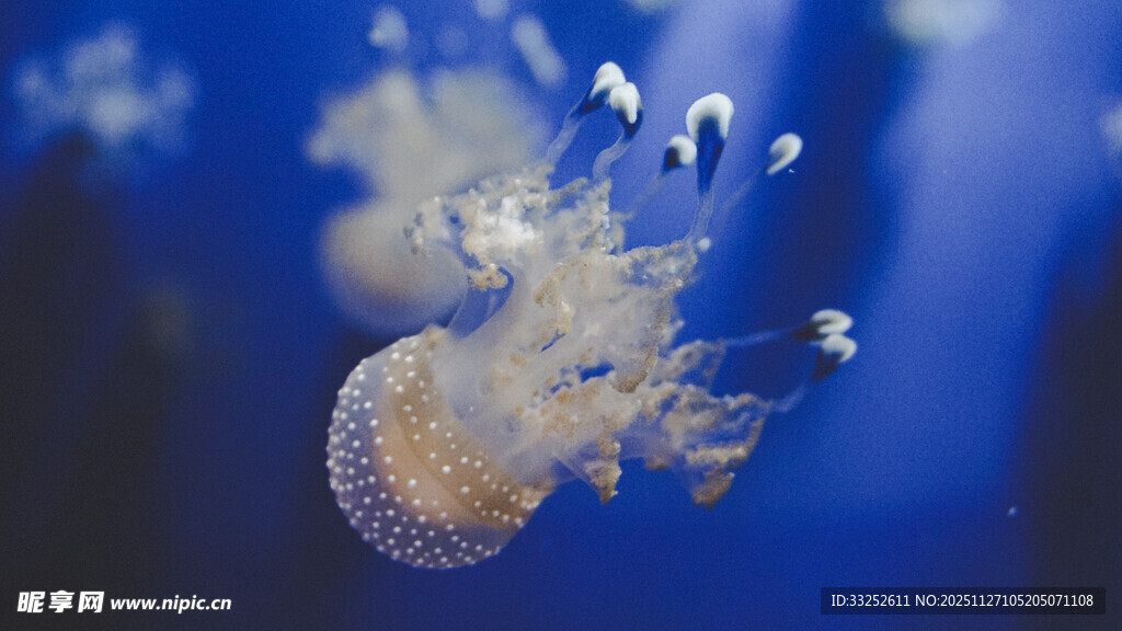 梦幻水母在蓝色海洋中游动