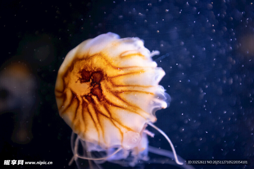 梦幻橙色水母在水中游动