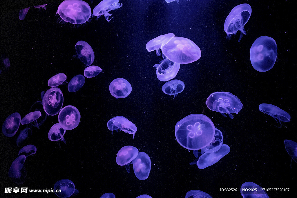 梦幻紫色水母群
