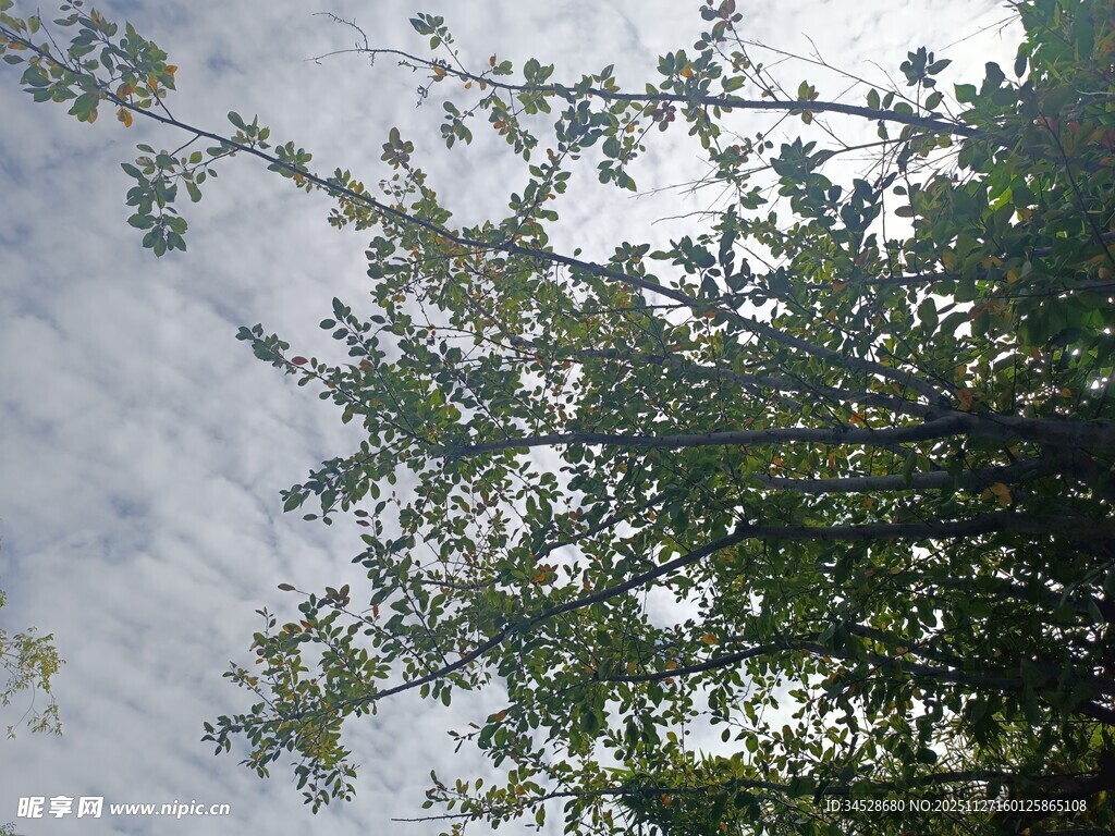 仰视绿树蓝天景象