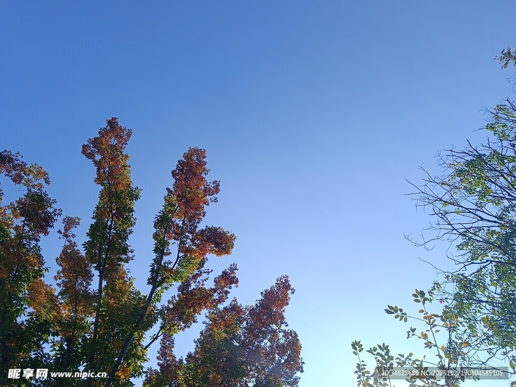 秋日树梢映蓝天