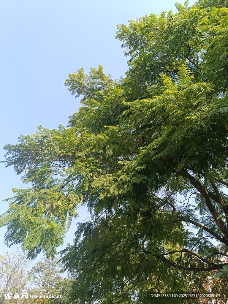 绿叶繁茂的高大树木