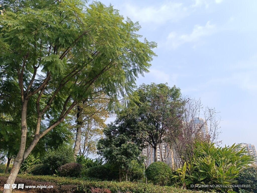 绿意盎然的户外树木景观