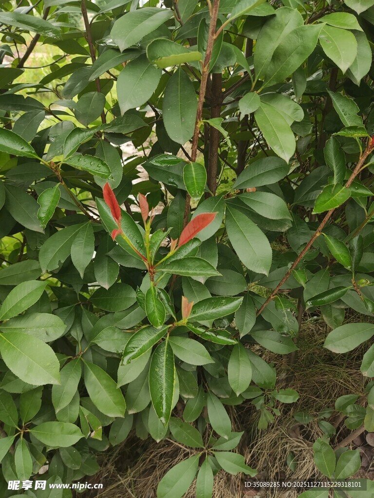 绿叶间的红色花卉