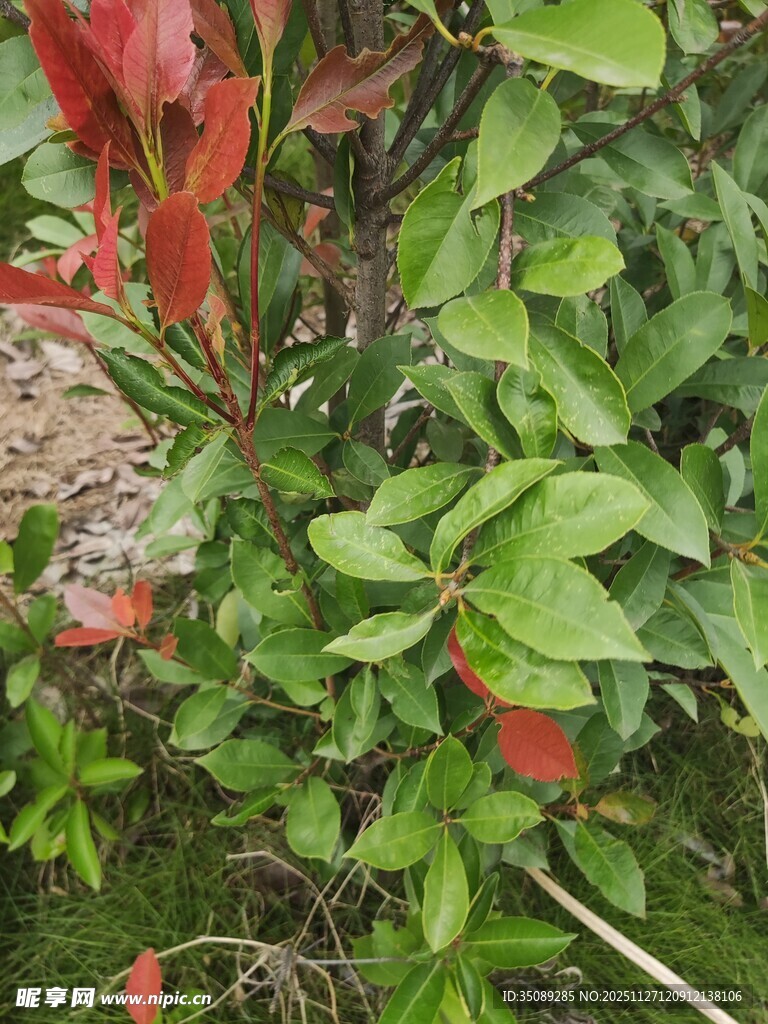 红绿相间的繁茂植物