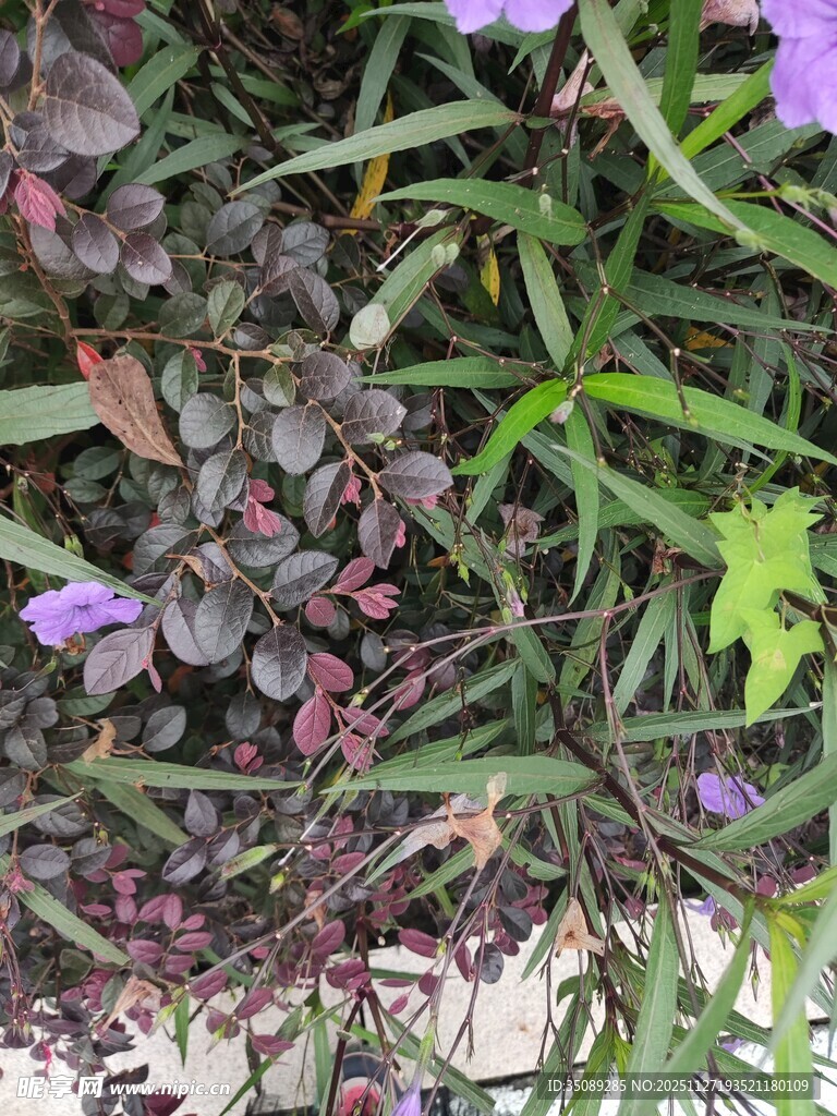 紫色小花与绿叶植物景观