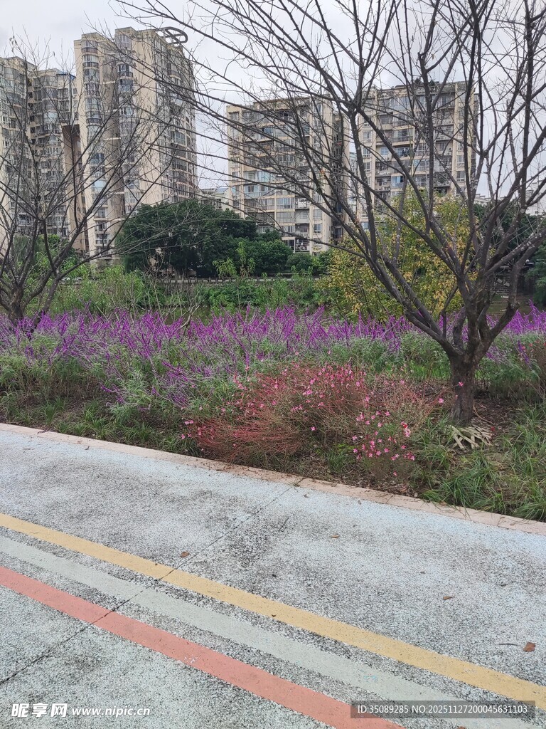 城市路边多彩花卉景观