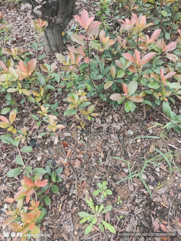 秋日多彩植物景观