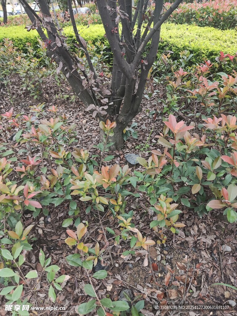 秋日园林中的多彩灌木丛