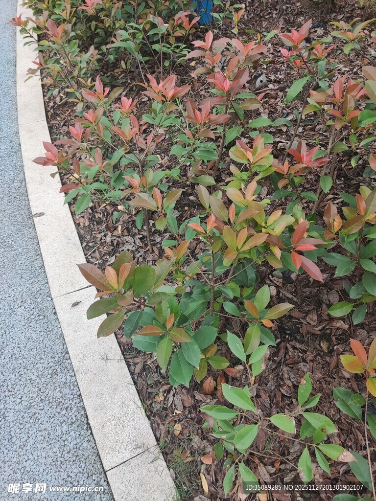 路边多彩植被景观