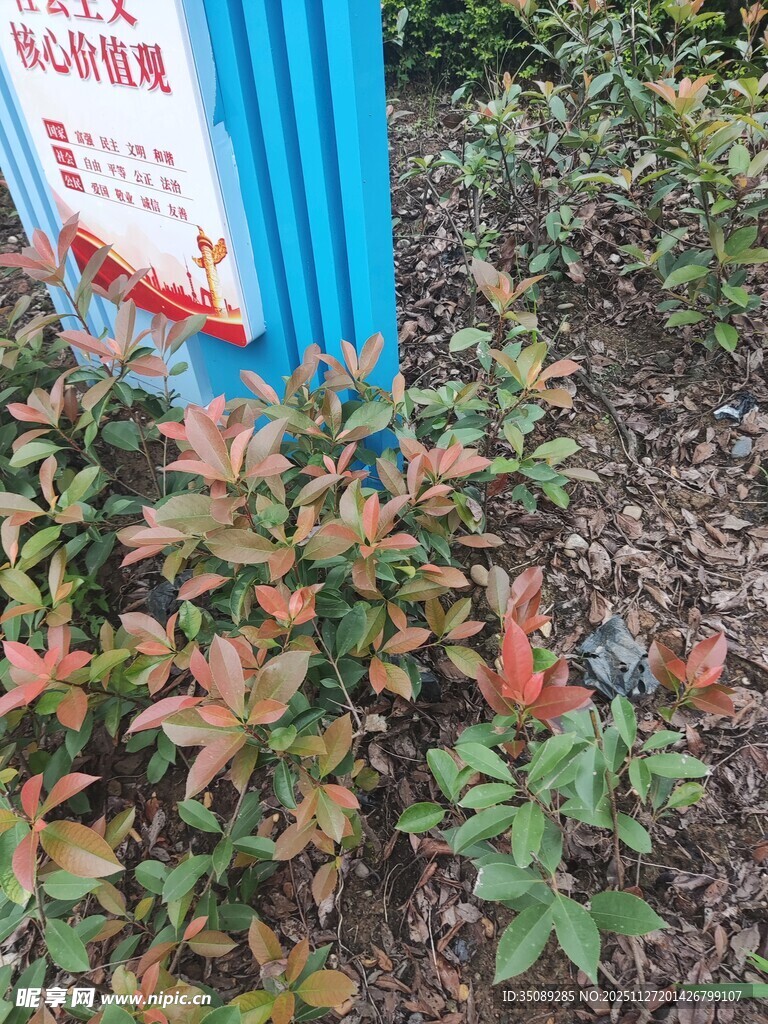 蓝杆旁的多彩植物