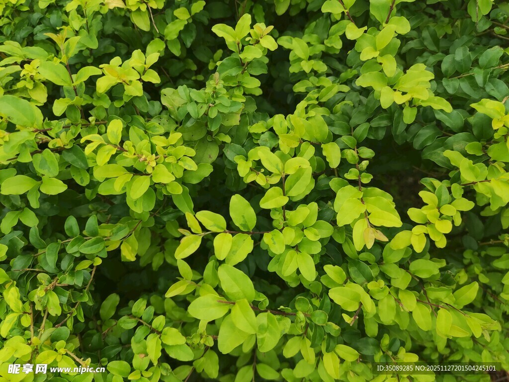 翠绿繁茂的植物叶片