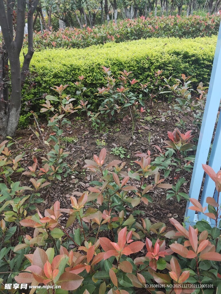 花园中多彩植物景观