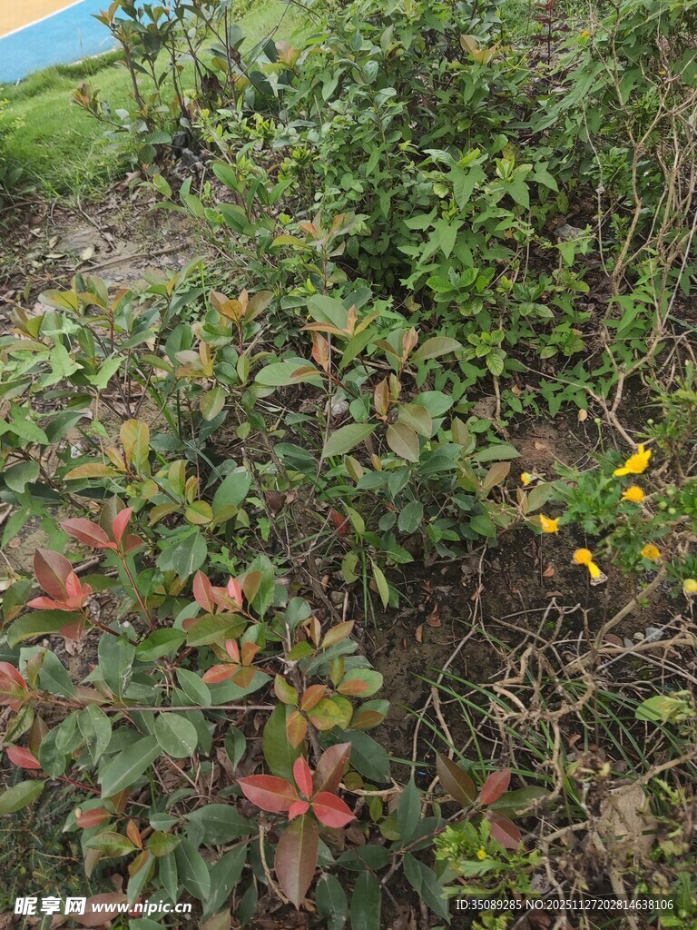 野外多彩植物景观