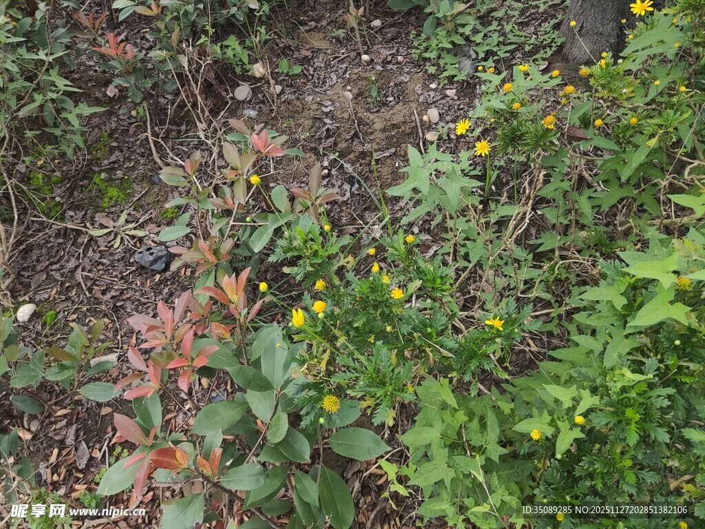 野外多彩植物景观