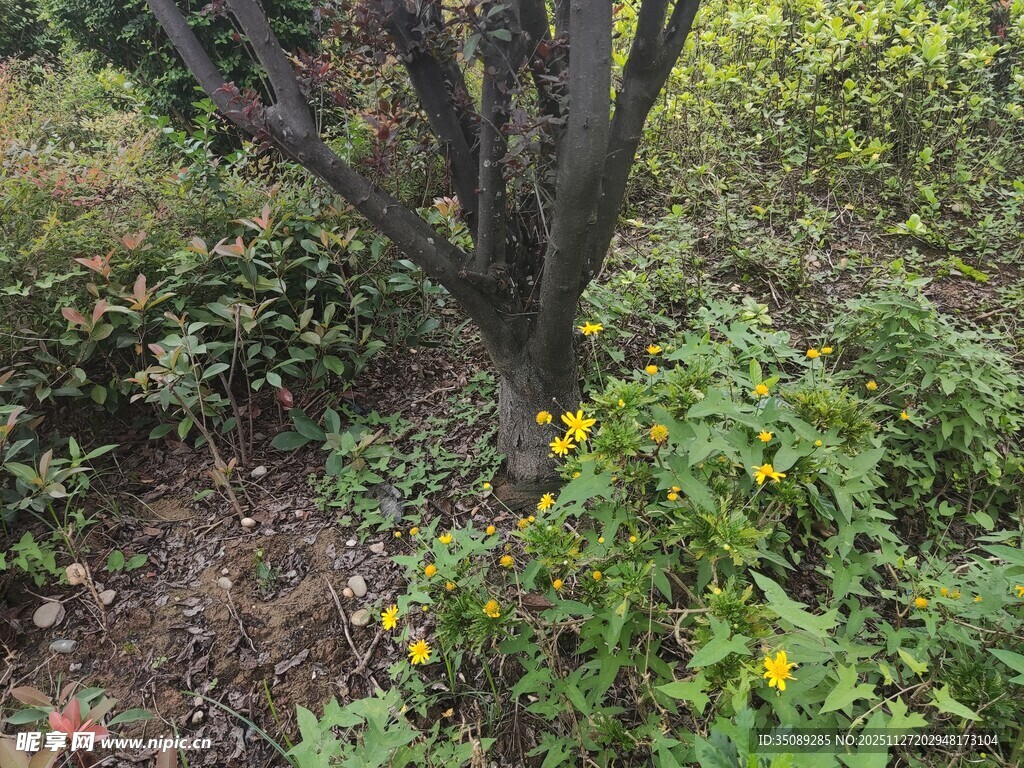 树下繁茂绿植与黄色小花