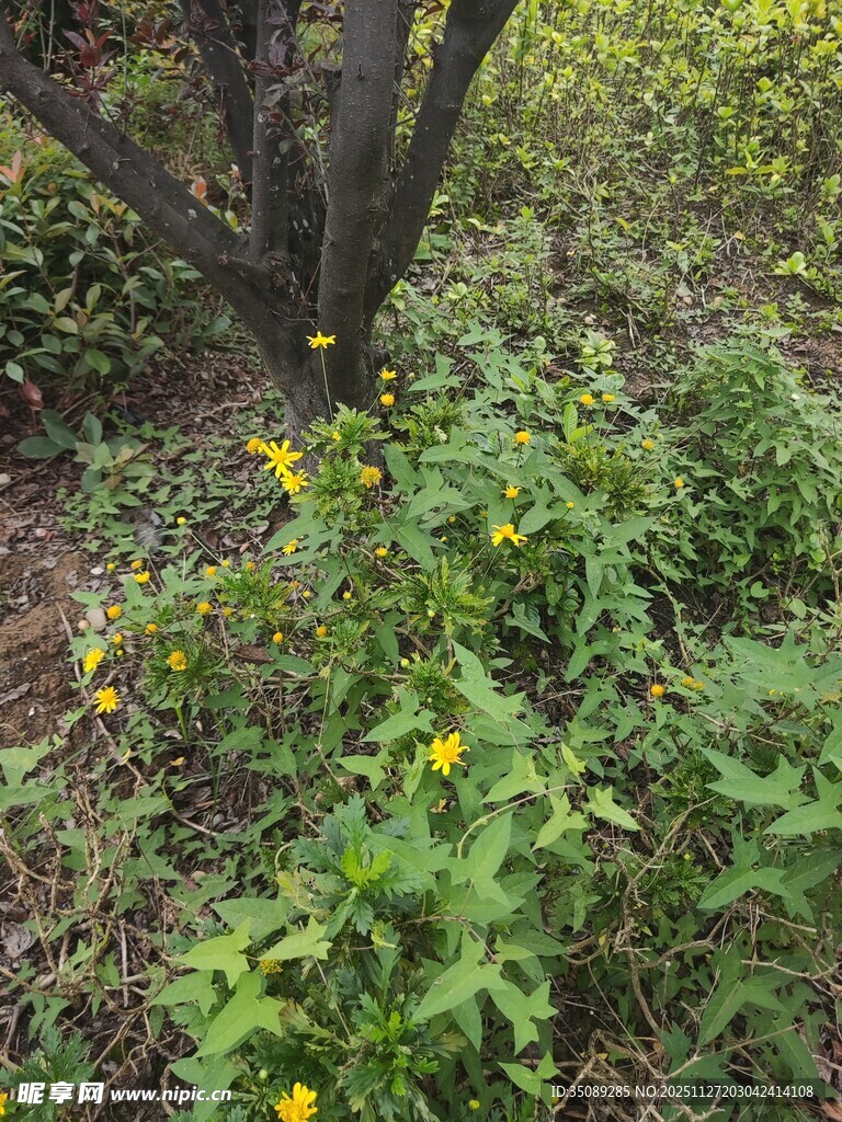 树下绽放的黄色小花