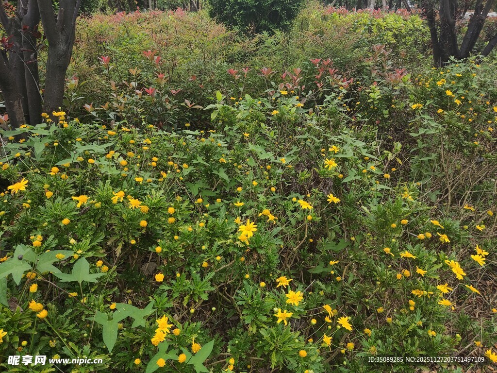林间盛放的灿烂黄色小花