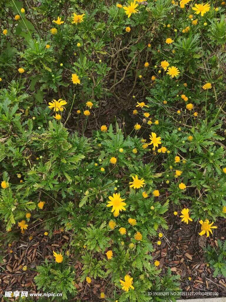 盛开的黄色小花灌木丛