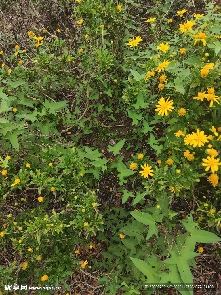 野外绽放的黄色小花丛