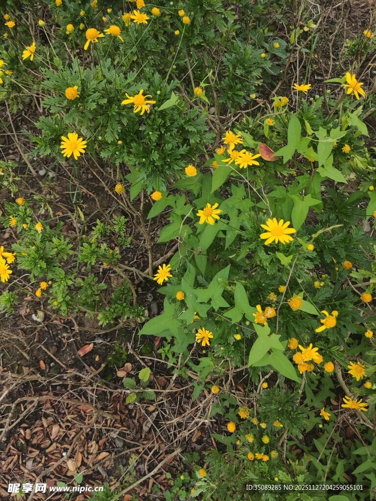 地面绽放的黄色小花