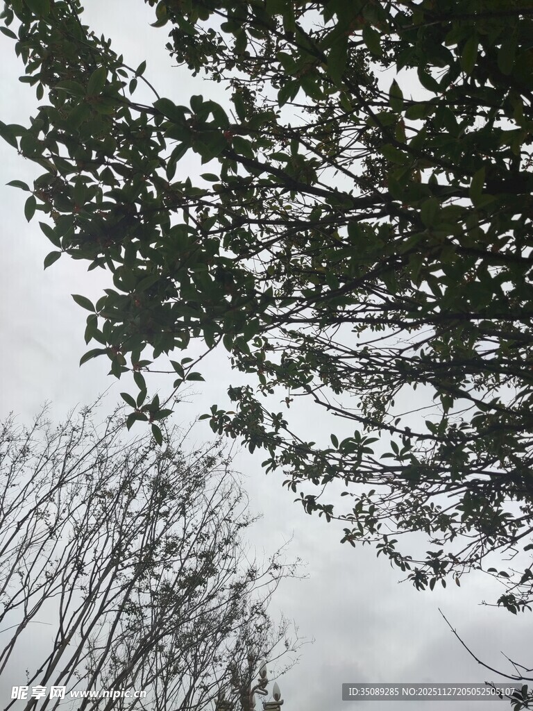 仰视树木枝叶与天空