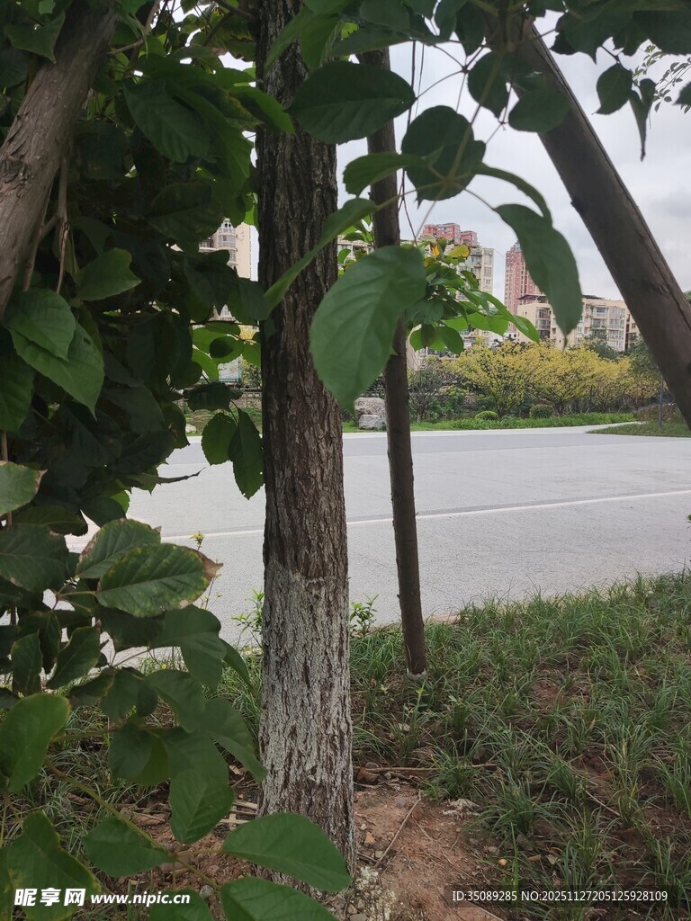 透过枝叶看户外景色