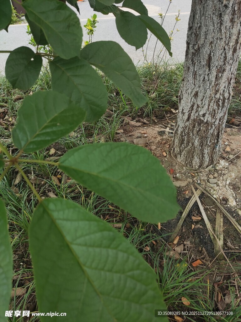 树干旁的翠绿植物