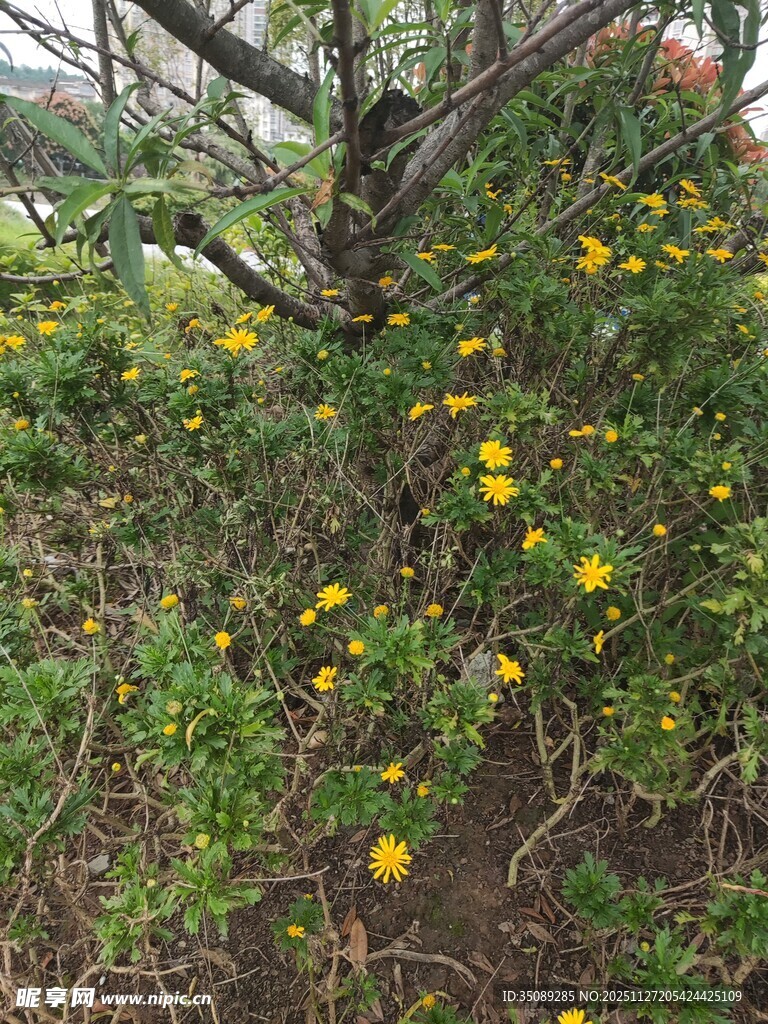 树下绽放的黄色小花