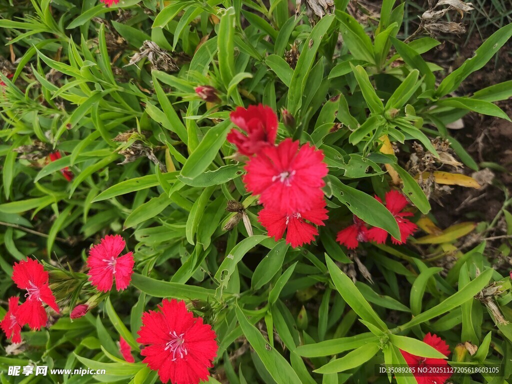 鲜艳红花绽放于绿叶间