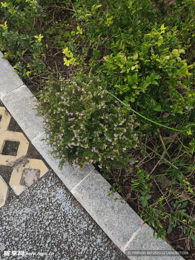 路边绿植与几何图案路面