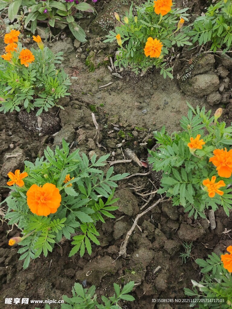 田野中的橙色小花绽放