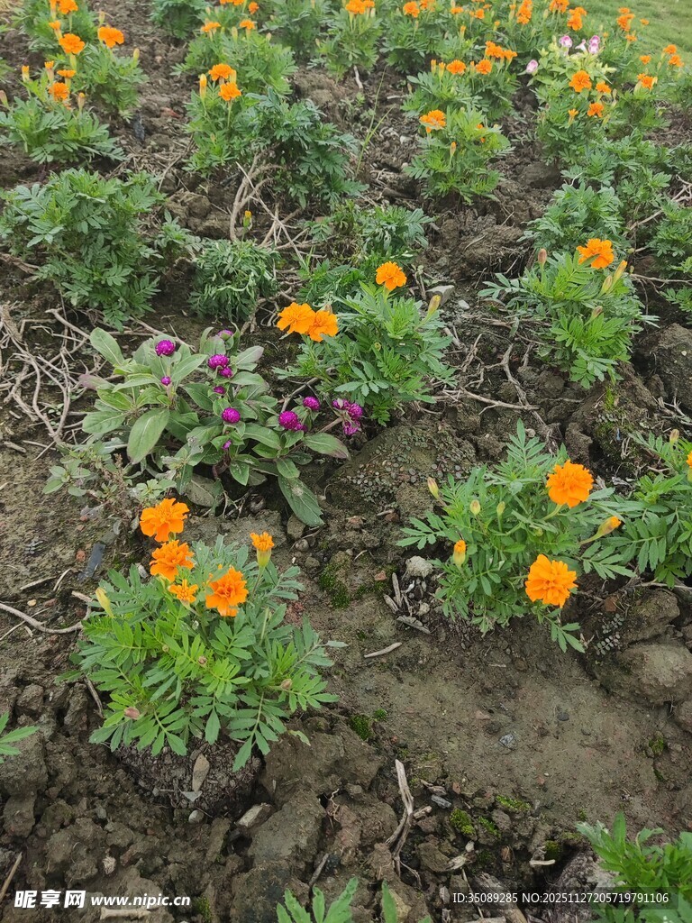 田野中的多彩小花绽放