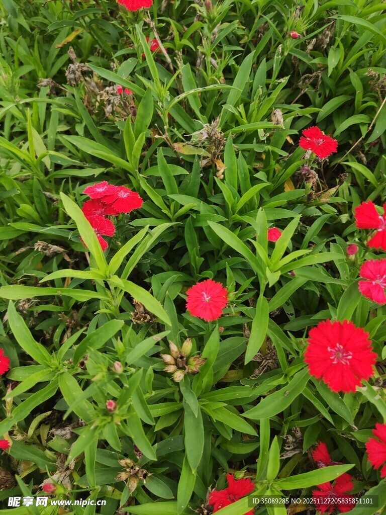 鲜艳红花绽放于绿叶间