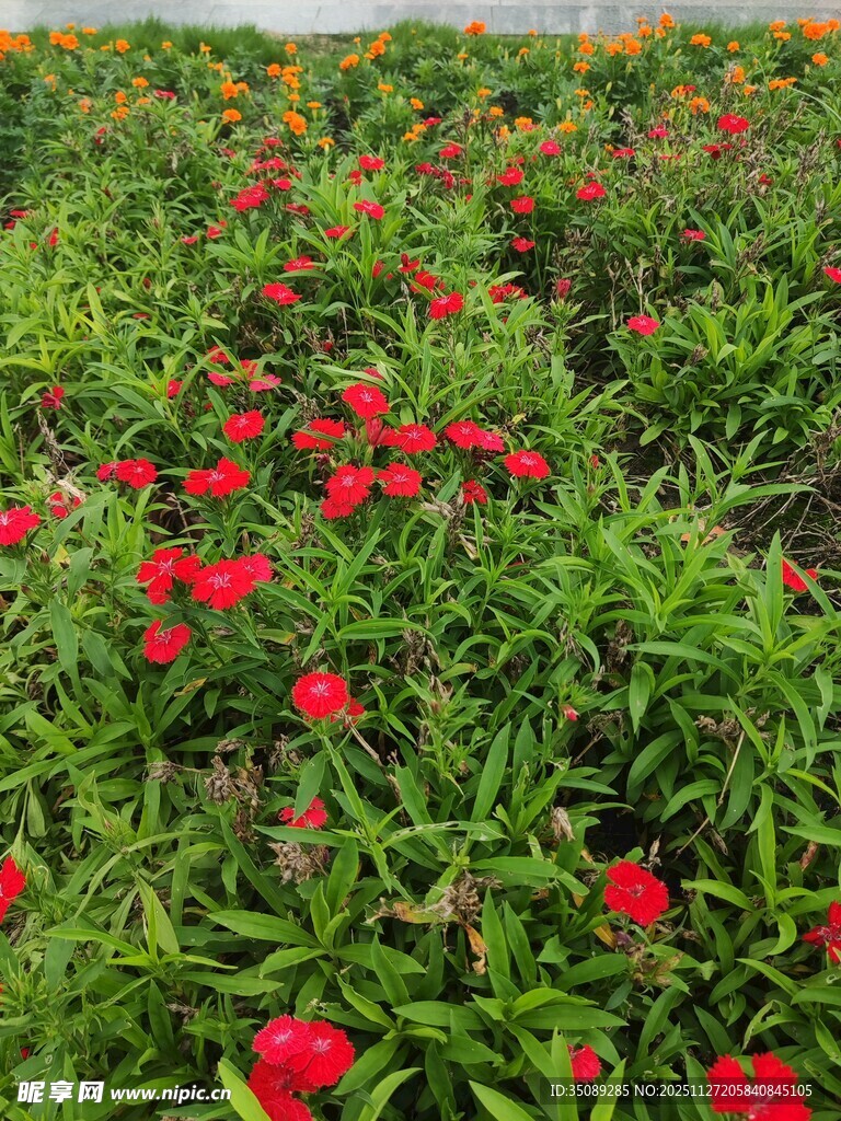 鲜艳花丛中的红色花朵