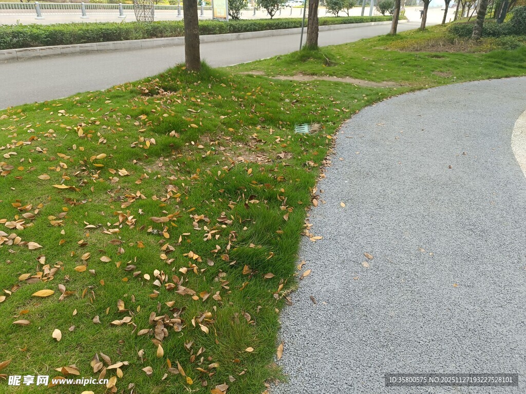 公园小径旁的绿意草地