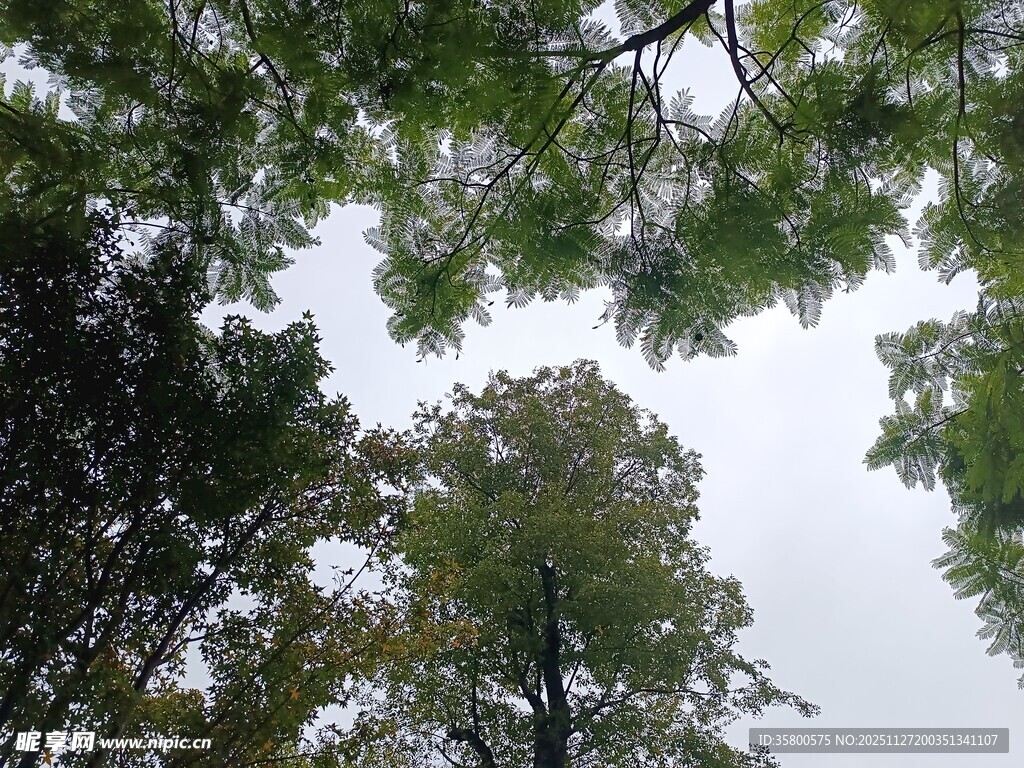 仰视茂密树林树冠