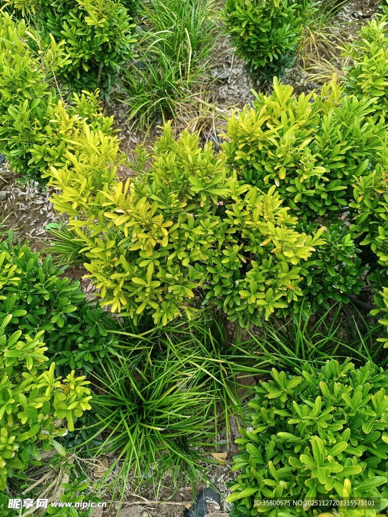 翠绿繁茂的灌木丛景观